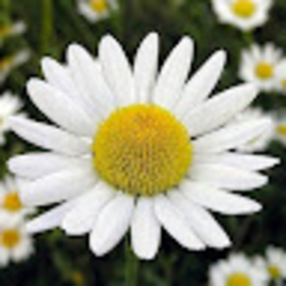 callingsusans